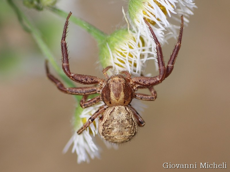 Xysticus sp. - Magenta (MJ)